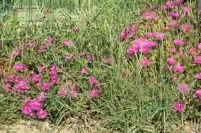 Цветя на улицата (видео)